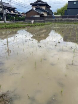 田植え