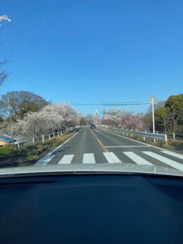 桜舞