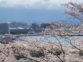 桜と猿