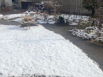 雪ですが