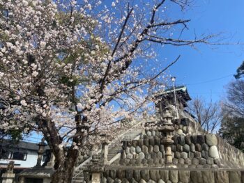 見ごろ