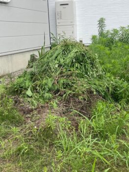 草抜き作業