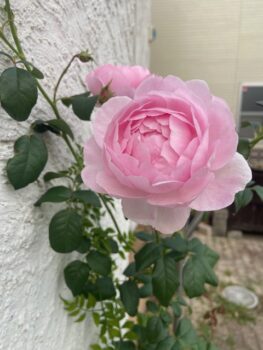 見かけによらず