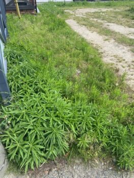 草刈り