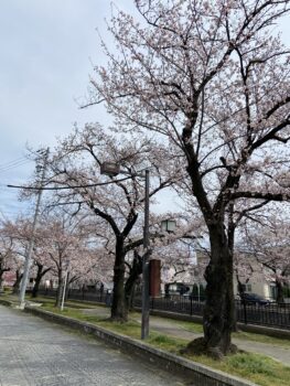 今年の桜