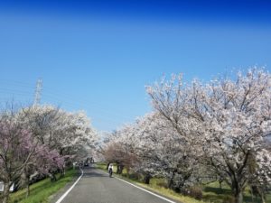 花見行きましたか？