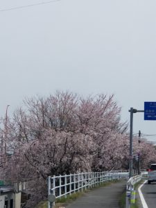 もうすぐ桜が見ごろです