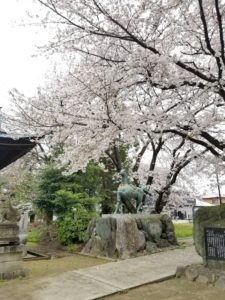 桜見ました